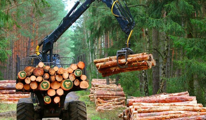Новый график торгов ДРЕВЕСИНОЙ НА КОРНЮ