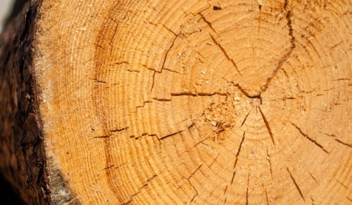 Правительство установило объемы реализации древесины вне биржевых торгов в 2026 году