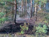 60 возгораний ликвидировали работники лесного хозяйства за прошедшую неделю