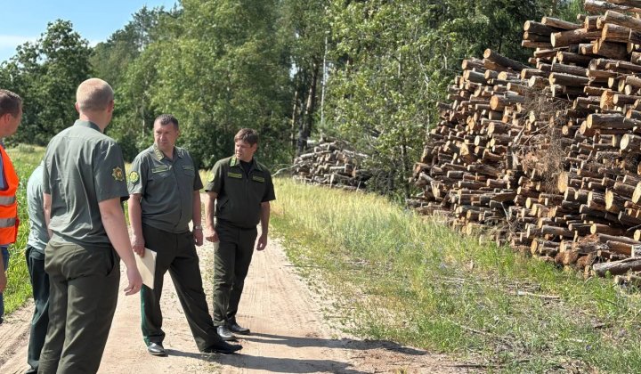 Поручение Президента принято к исполнению. Как в стране будут решать проблему вывозки древесины с опушек леса?