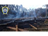 Лесной пожар вспыхнул в Слонимском районе из-за непотушенной сигареты, возбуждено уголовное дело