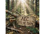 Порядок или беспорядок? Рассказываем, почему порубочные остатки и валежник в лесу - это нормально