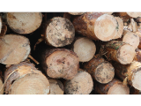 We invite you to export trades of round timber grade D