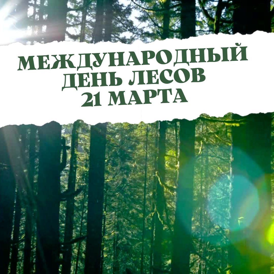 Международный день лесов фото